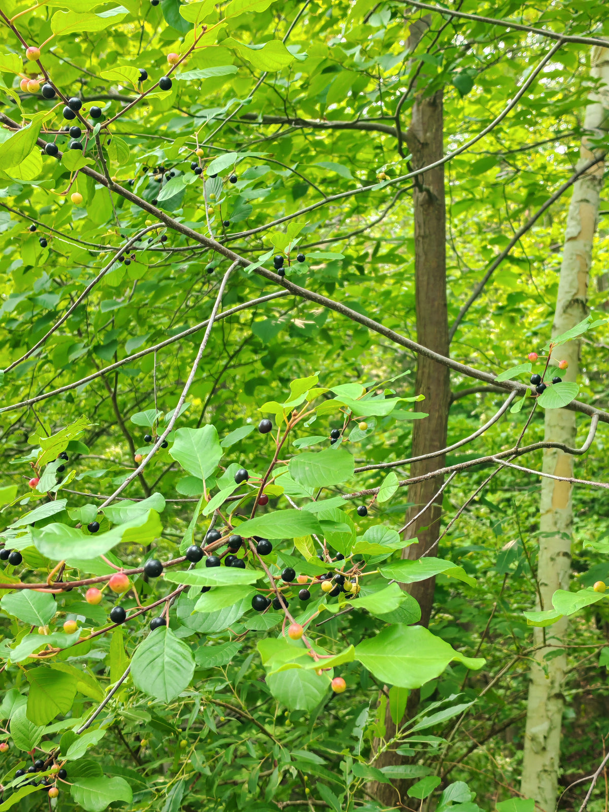 Alder Leaf Buckthorn 10 Seeds - Rhamnus alnifolia Native Shrub