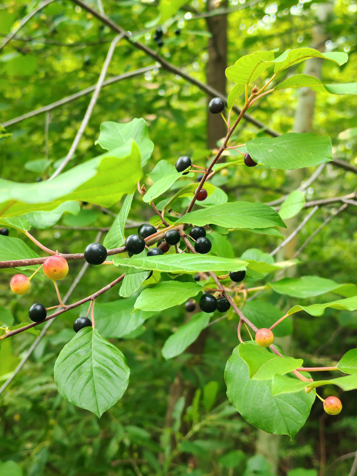 Eye-catching berries of alder-leaf buckthorn. 