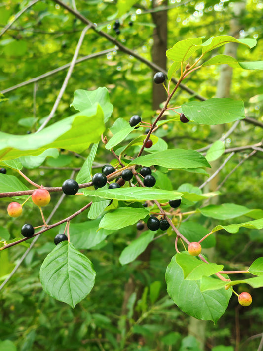 Eye-catching berries of alder-leaf buckthorn. 