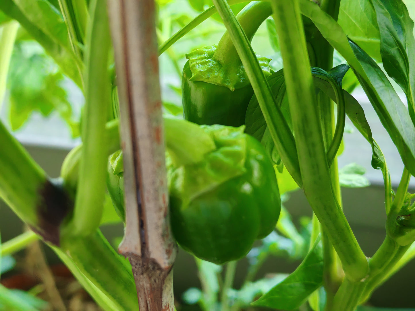 California Wonder Sweet Bell Pepper 50 Seeds - Non-GMO Capsicum annuum Vegetable Perfect for Hydroponic, Container, Patio and Open Field