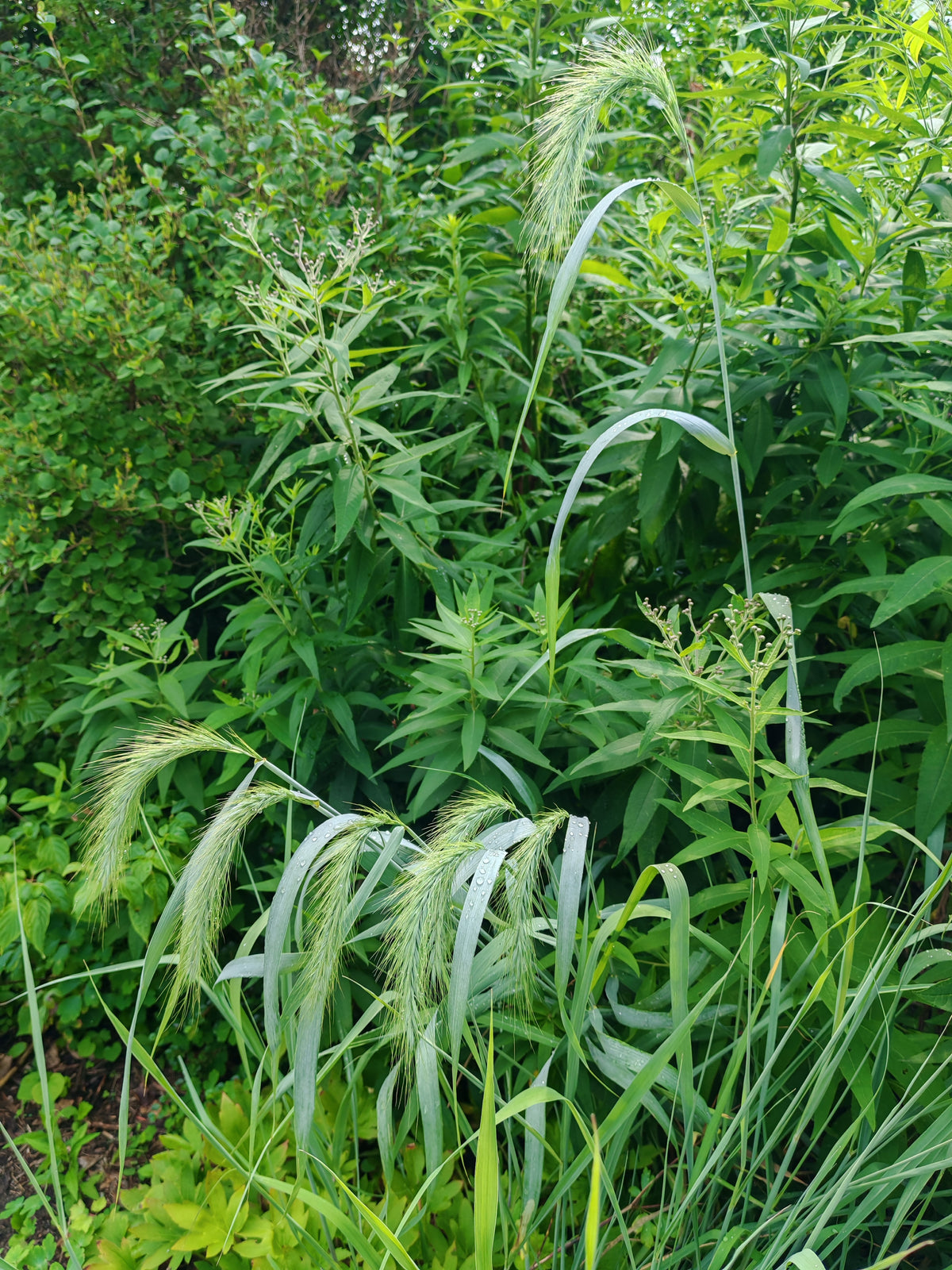 Graines d'Elyme sauvage du Canada au centuple 100 graines - Elymus canadensis Élyme sauvage indigène des prairies de l'Ontario, Élyme sauvage penché, parfait pour le contrôle de l'érosion ou comme graminée ornementale 