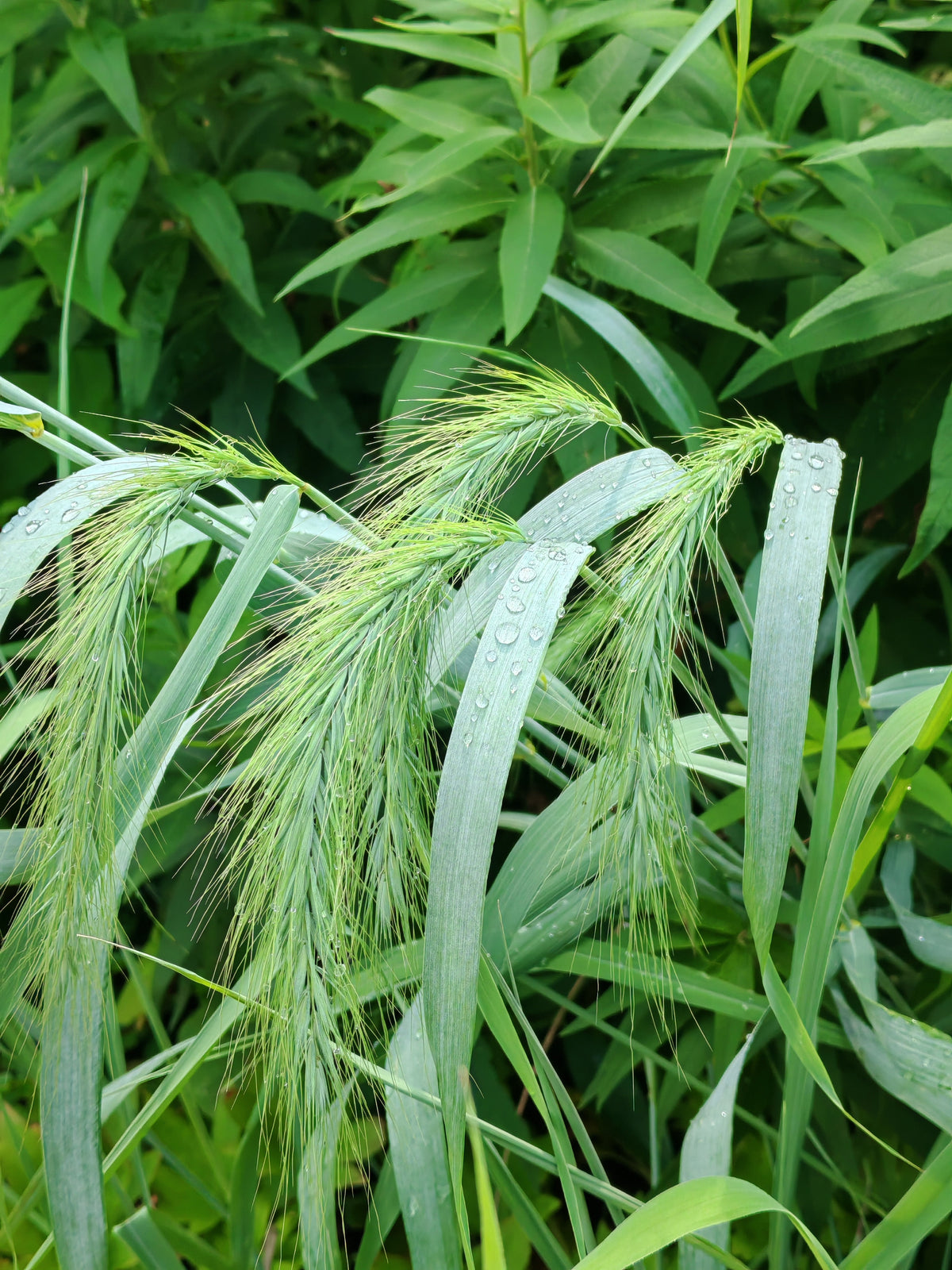 Graines d'Elyme sauvage du Canada au centuple 100 graines - Elymus canadensis Élyme sauvage indigène des prairies de l'Ontario, Élyme sauvage penché, parfait pour le contrôle de l'érosion ou comme graminée ornementale 