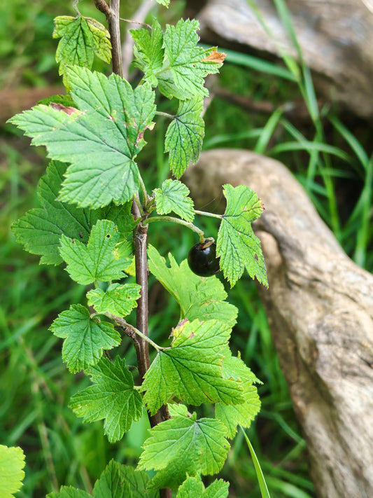 American Black Currant 20 Seeds – Ribes americanum | Wild Black Currant | Native Shrub for Eastern Canada