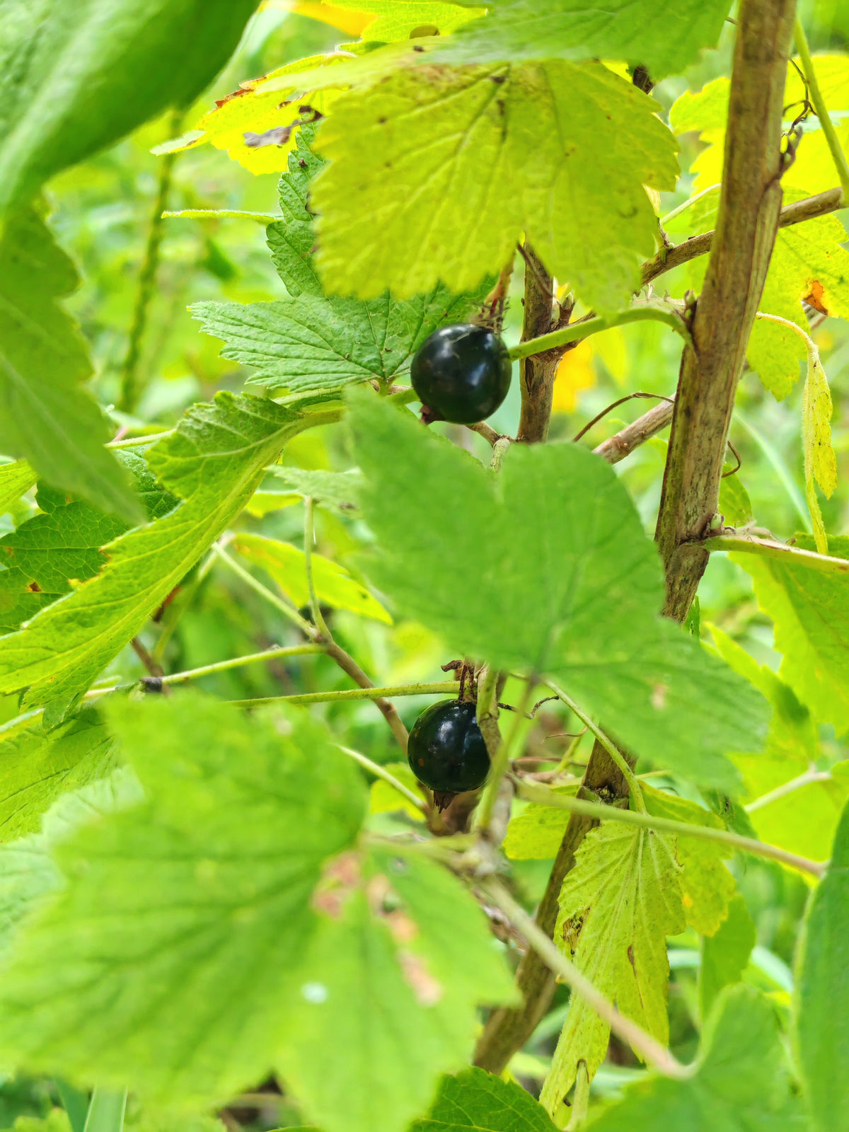 American Black Currant 20 Seeds – Ribes americanum | Wild Black Currant | Native Shrub for Eastern Canada