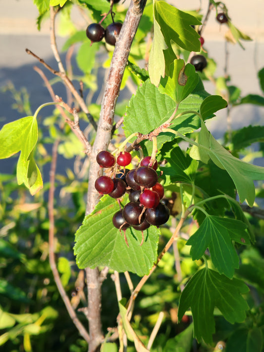 Golden Currant 20 Fruit Shrub Seeds - Ribes aureum Clove Current, Canada and USA Native, Produce Fragrant Flowers and Showy Fruits, Ornamental Bush | Hundredfold