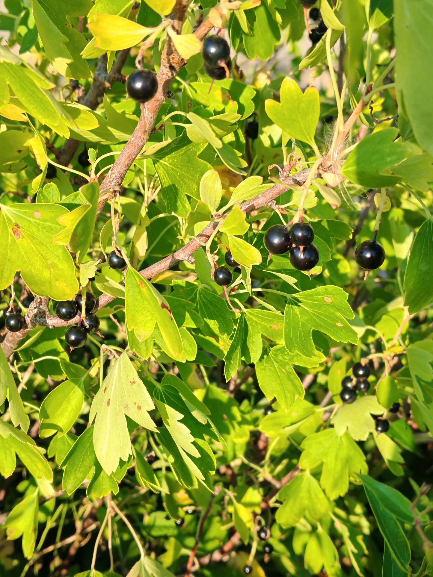 Golden Currant 20 Fruit Shrub Seeds - Ribes aureum Clove Current, Canada and USA Native, Produce Fragrant Flowers and Showy Fruits, Ornamental Bush | Hundredfold