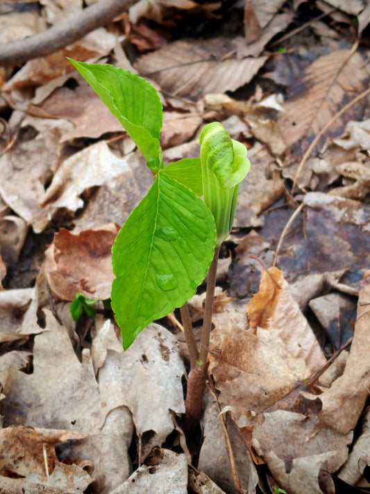 Jack-in-the-Pulpit (Arisaema triphyllum) Woodland Wildflower & Fall Berries – 10 Seeds – Hundredfold