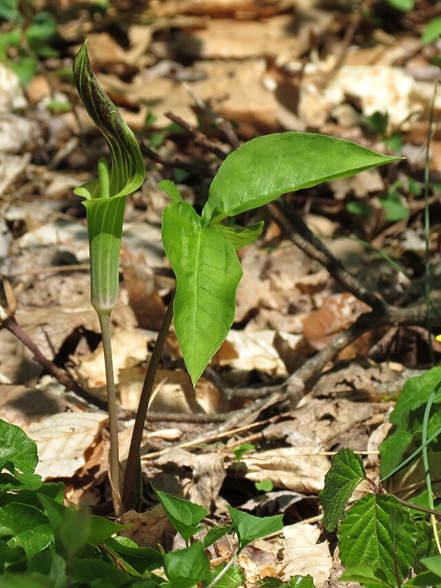 Jack-in-the-Pulpit (Arisaema triphyllum) Woodland Wildflower & Fall Berries – 10 Seeds – Hundredfold