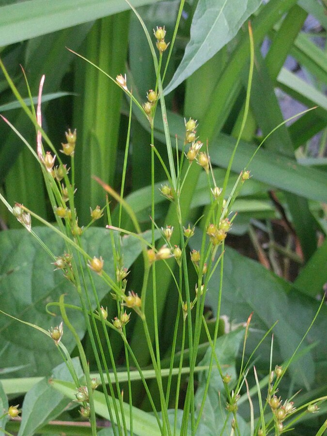 Juncus Tenuis - Graines de 1 gramme - Herbe indigène du Canada à haute valeur faunique, tolère la circulation piétonnière, excellente pour les sentiers et les allées