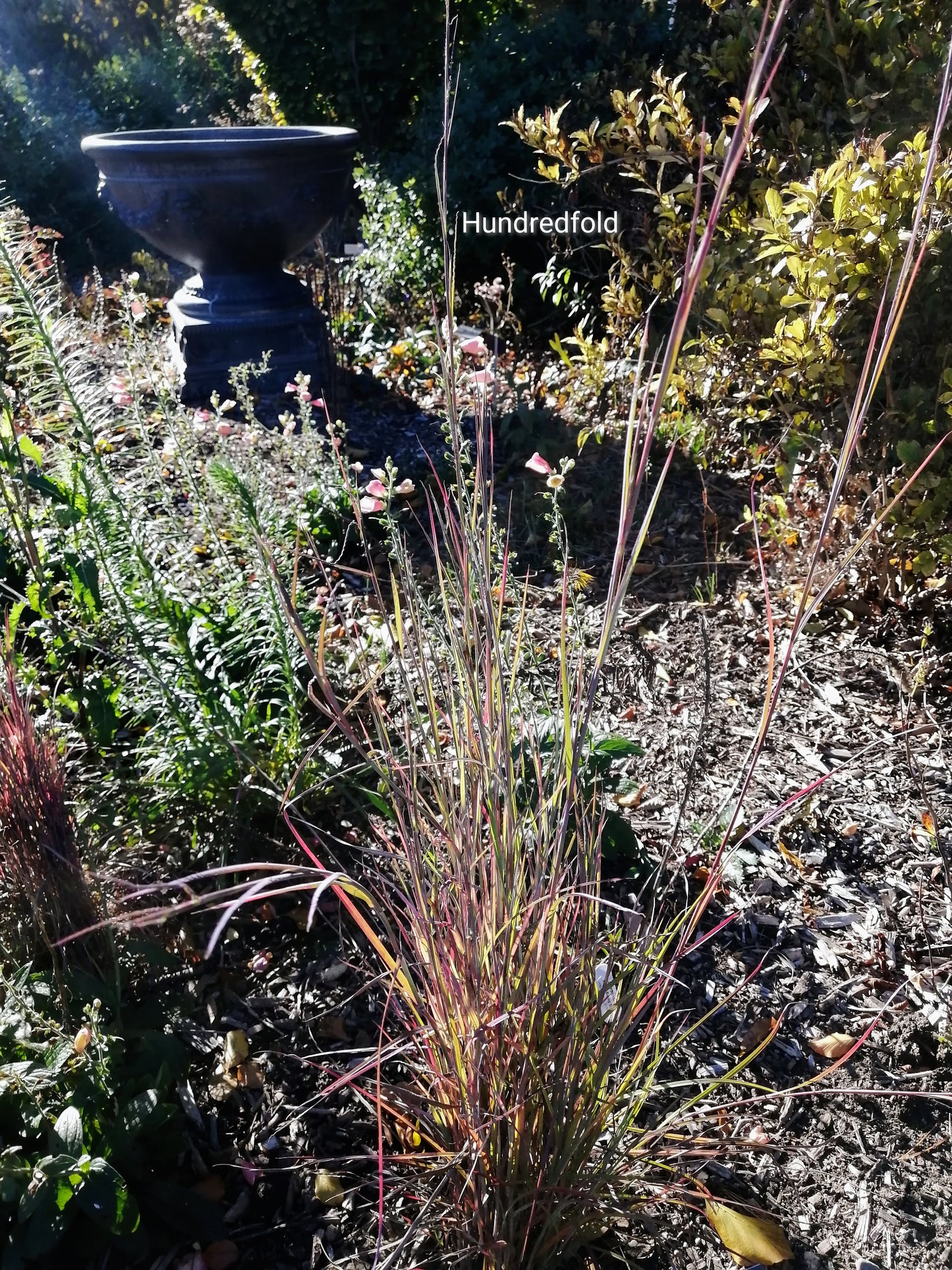 Centuple 500 graines de petit gazon à tige bleue - Schizachyrium scoparium Graminées ornementales en touffes, attirent les oiseaux, appréciées pour les jardins indigènes et les prairies de fleurs sauvages 