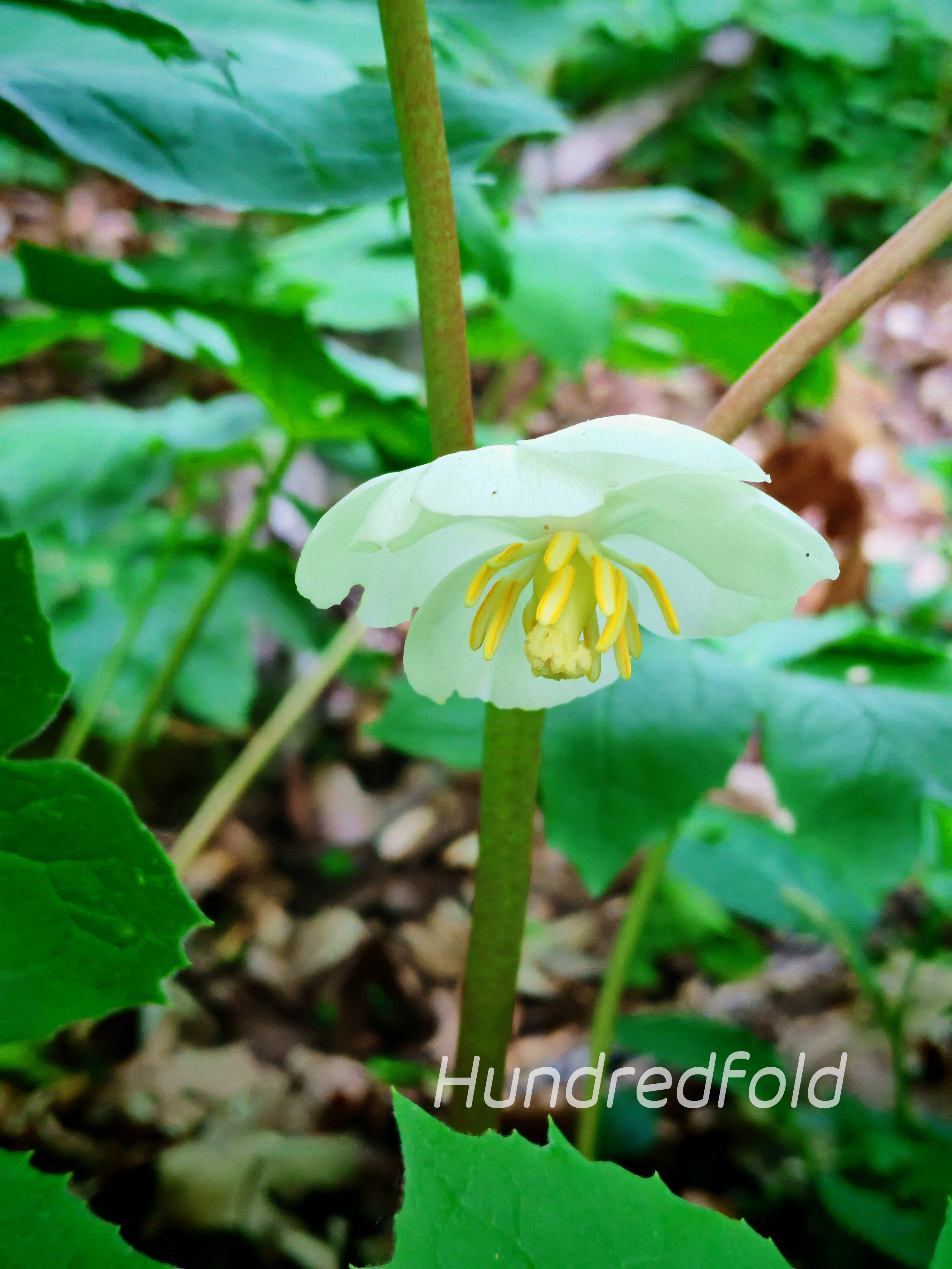 May Apple Mayapple Seeds - Podophyllum peltatum (5 Seeds) | Native Canadian Wild ...