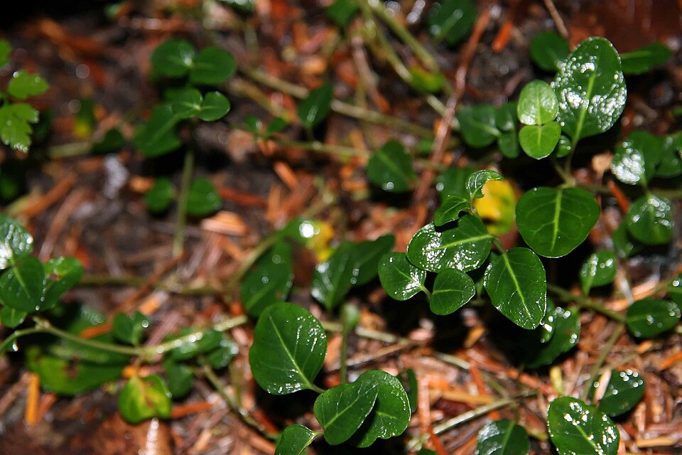 Partridgeberry Seeds | Native Eastern Canadian USA Groundcover