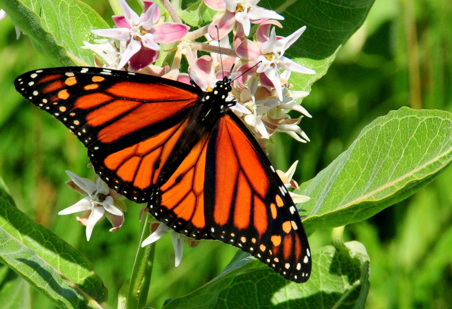 Asclépiade voyante 30 graines - Asclepias speciosa Asclépiade à fleurs sauvages indigènes des États-Unis et du Canada, source de nourriture pour la chenille et le papillon monarque 