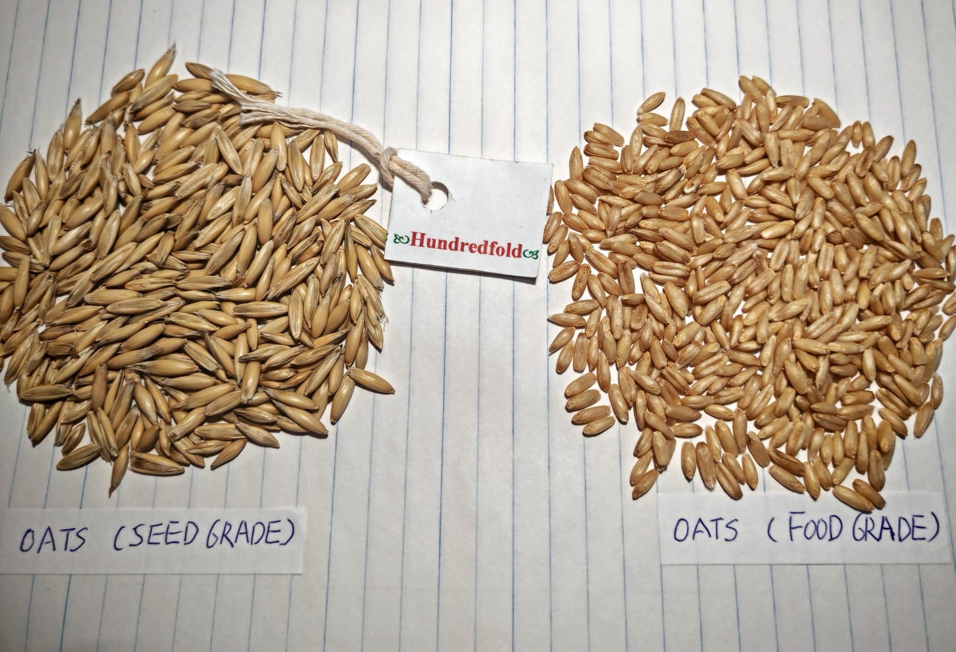 Comparison of seed oats (plump, with outer bran) and food-grade oats (thinner, bran removed for easy digestion).