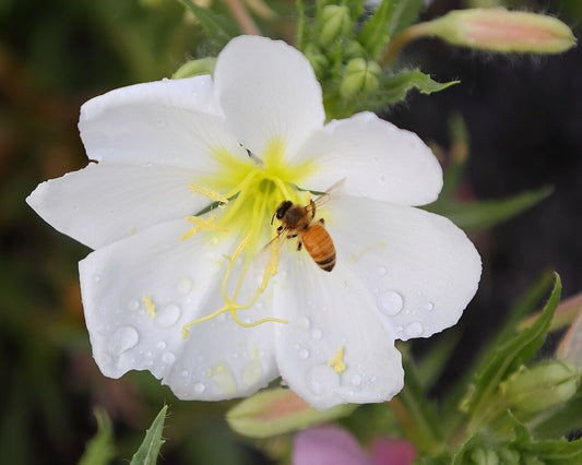 Pale Evening-Primrose 100 Seeds - Oenothera pallida British Colombia Native Perennial Wildflower Fragrant and Edible, Attract Bees, Butterflies and Moths