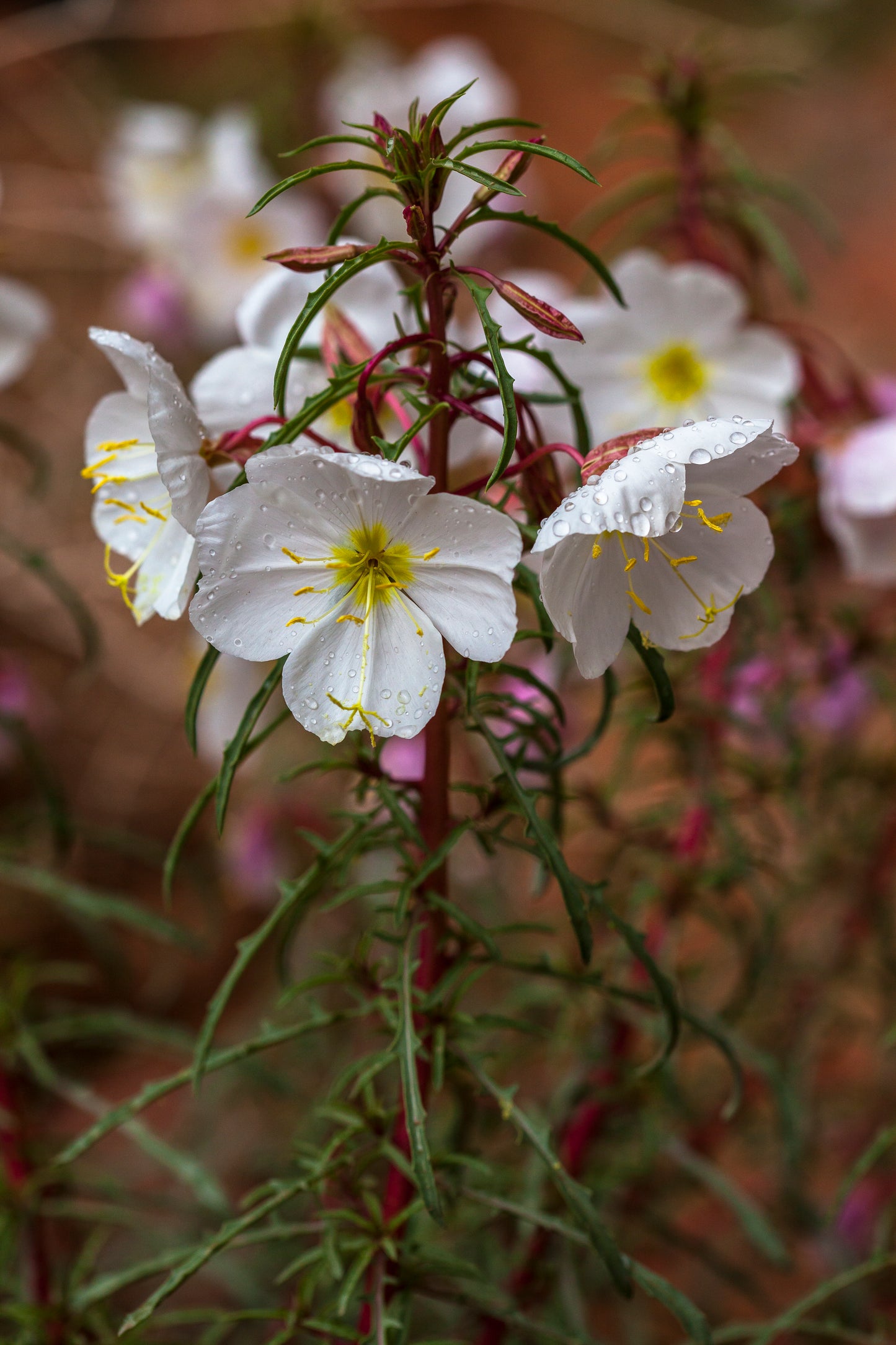 Oenothera pallida - Oenothera pallida - Fleur sauvage vivace indigène de Colombie-Britannique - Parfumée et comestible - Attire les abeilles, les papillons et les mites 