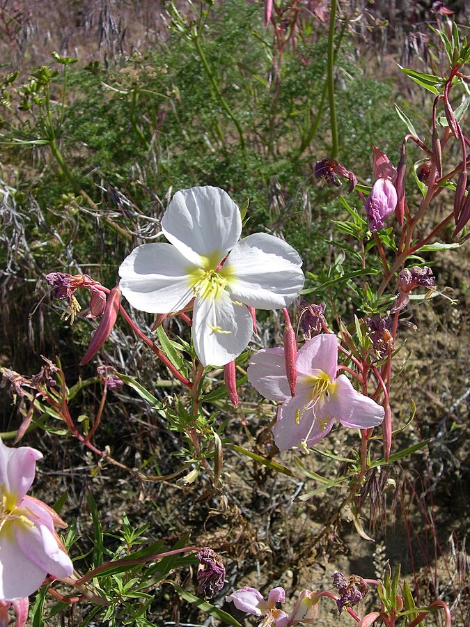 Oenothera pallida - Oenothera pallida - Fleur sauvage vivace indigène de Colombie-Britannique - Parfumée et comestible - Attire les abeilles, les papillons et les mites 