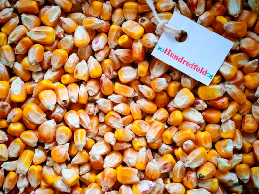 Organic Yellow Whole Corn – Non-GMO, Canada-Grown Food-Grade Maize, 2kg