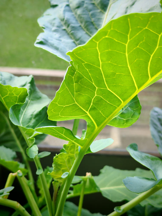 Potted green perennial kale with freshly harvested leaves, showing cut-and-come-again regrowth habit.
