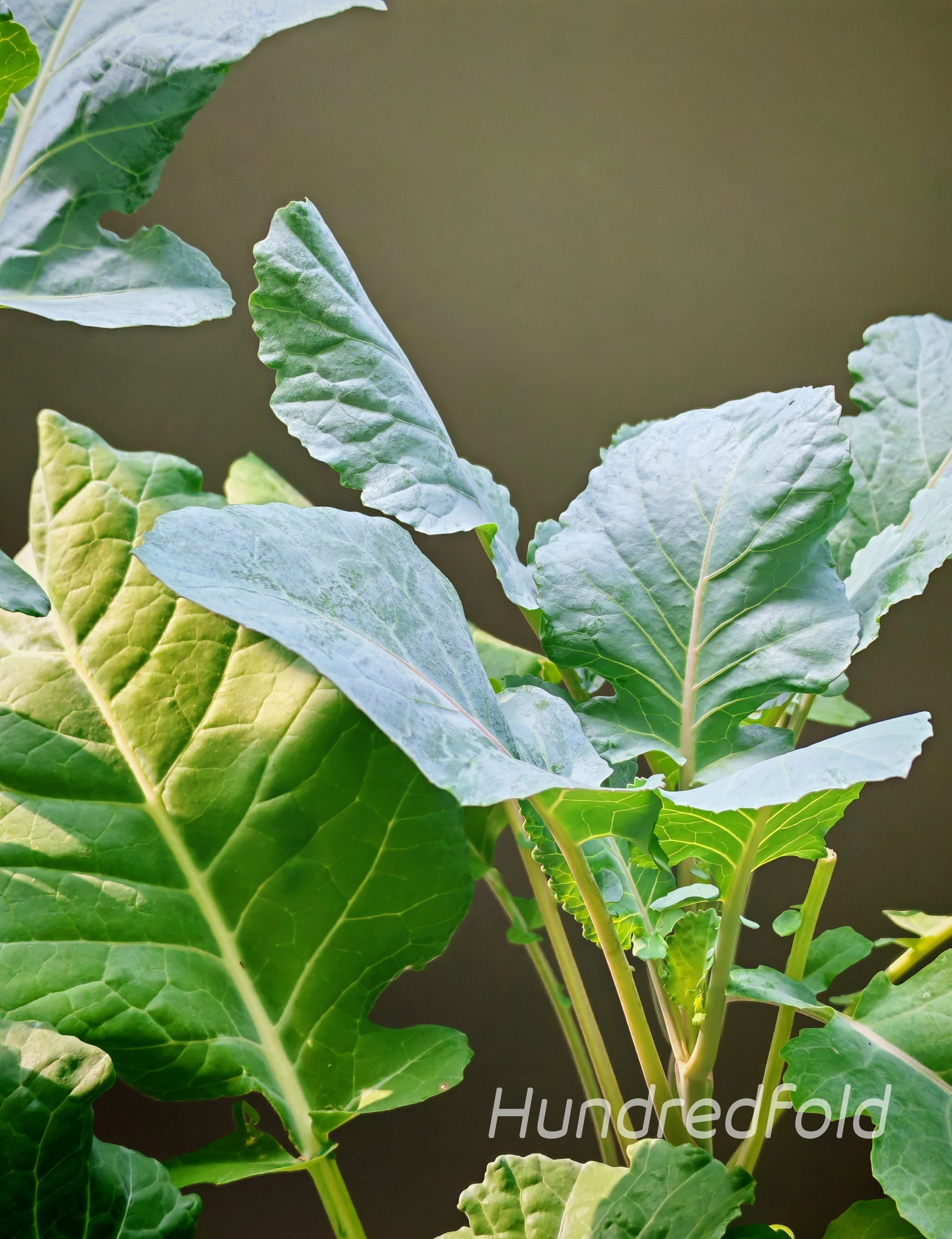 Young perennial kale plant basking in soft morning sunlight, showing early vigorous growth.