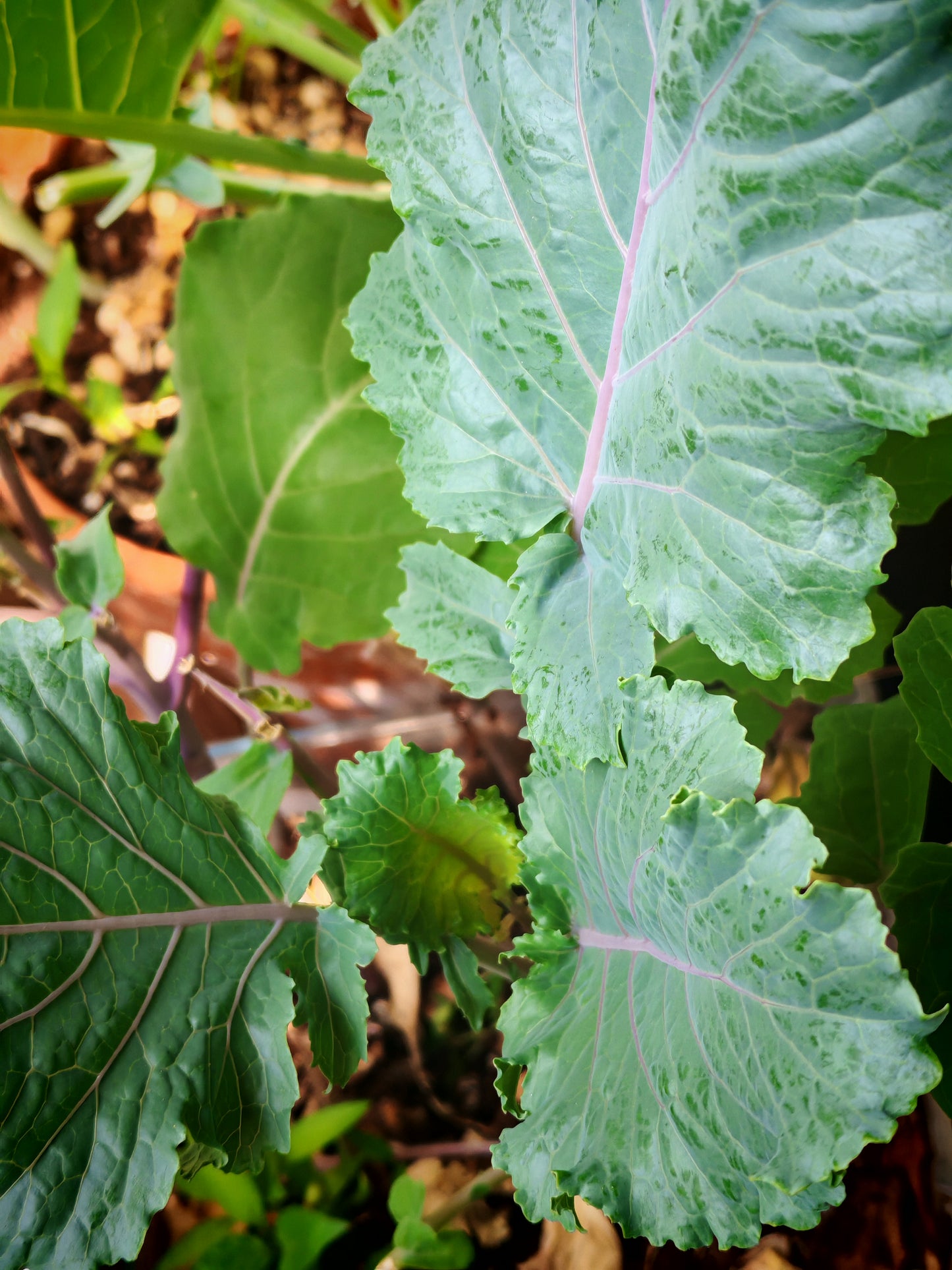 Cold-hardy perennial kale with green leaves and striking purple veins, showcasing natural color variation.