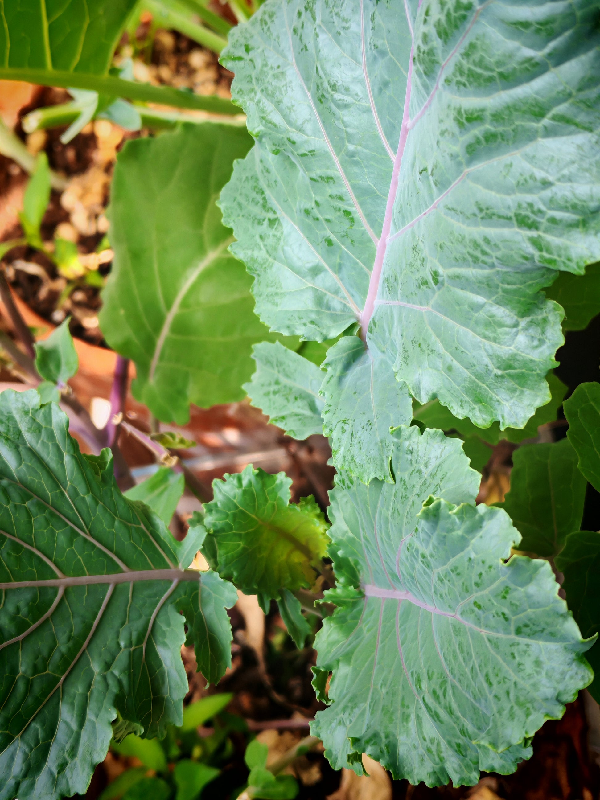 Cold-hardy perennial kale with green leaves and striking purple veins, showcasing natural color variation.