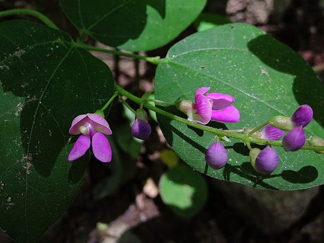 Wild Kidney Bean Seeds (10) – Native North American Thicket Bean Phaseolus polystachios, Edible Perennial Legume with Nitrogen-Fixing Benefits by Hundredfold