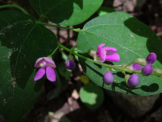 Wild Kidney Bean Seeds (10) – Native North American Thicket Bean Phaseolus polystachios, Edible Perennial Legume with Nitrogen-Fixing Benefits by Hundredfold