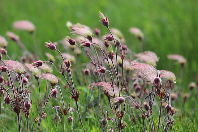 Prairie Smoke 50 Seeds - Geum triflorum, Purple Avens, Native Perennial Wildflower, Expert Level Planting