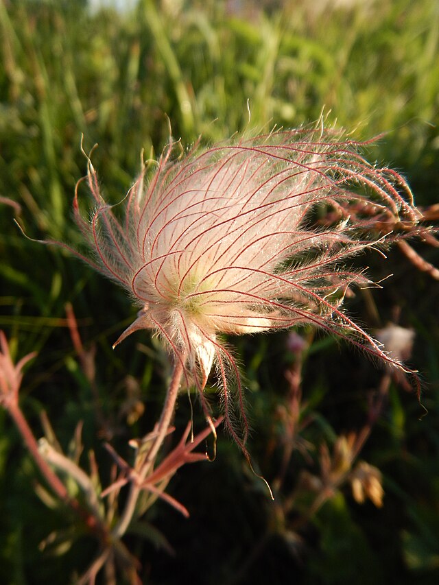 Prairie Smoke 50 Seeds - Geum triflorum, Purple Avens, Native Perennial Wildflower, Expert Level Planting