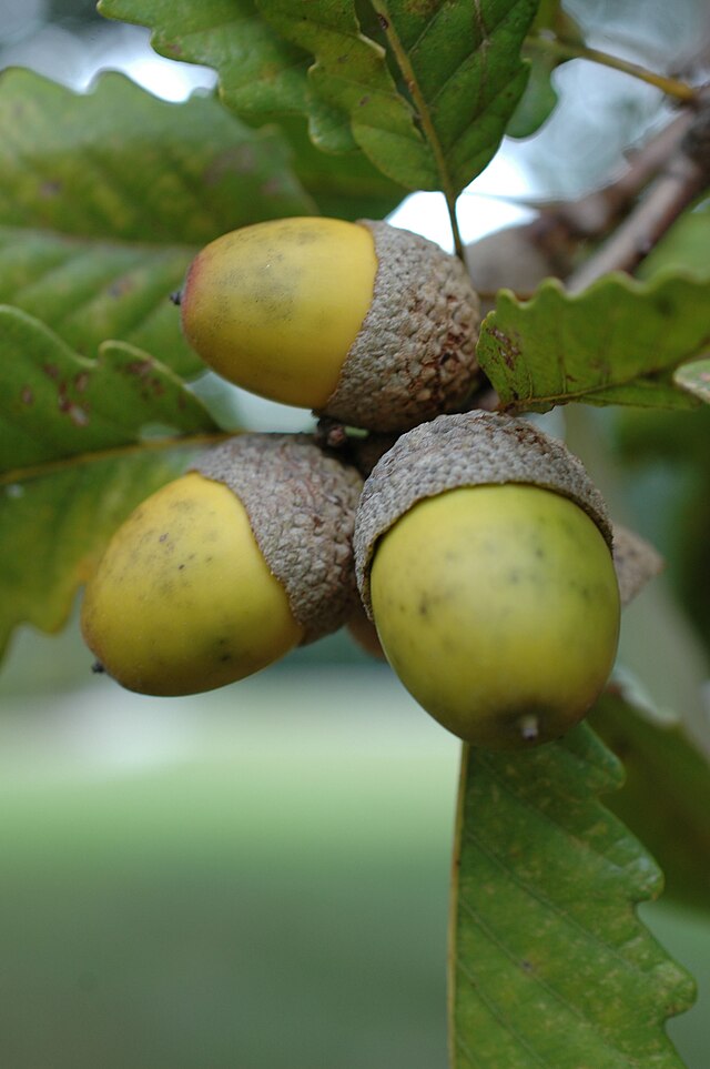Chestnut Oak Seeds (Quercus montana) – 3 Fresh Acorns | Stately Native Shade Tree