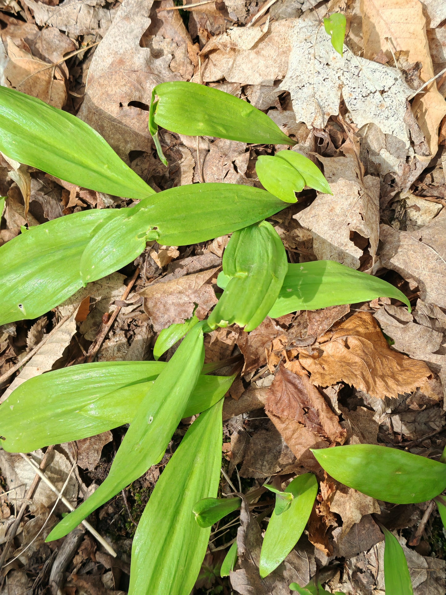 Graines d'ail sauvage au centuple, Allium tricoccum 20 graines - Plante vivace indigène du Canada comestible couvre-sol forestier 