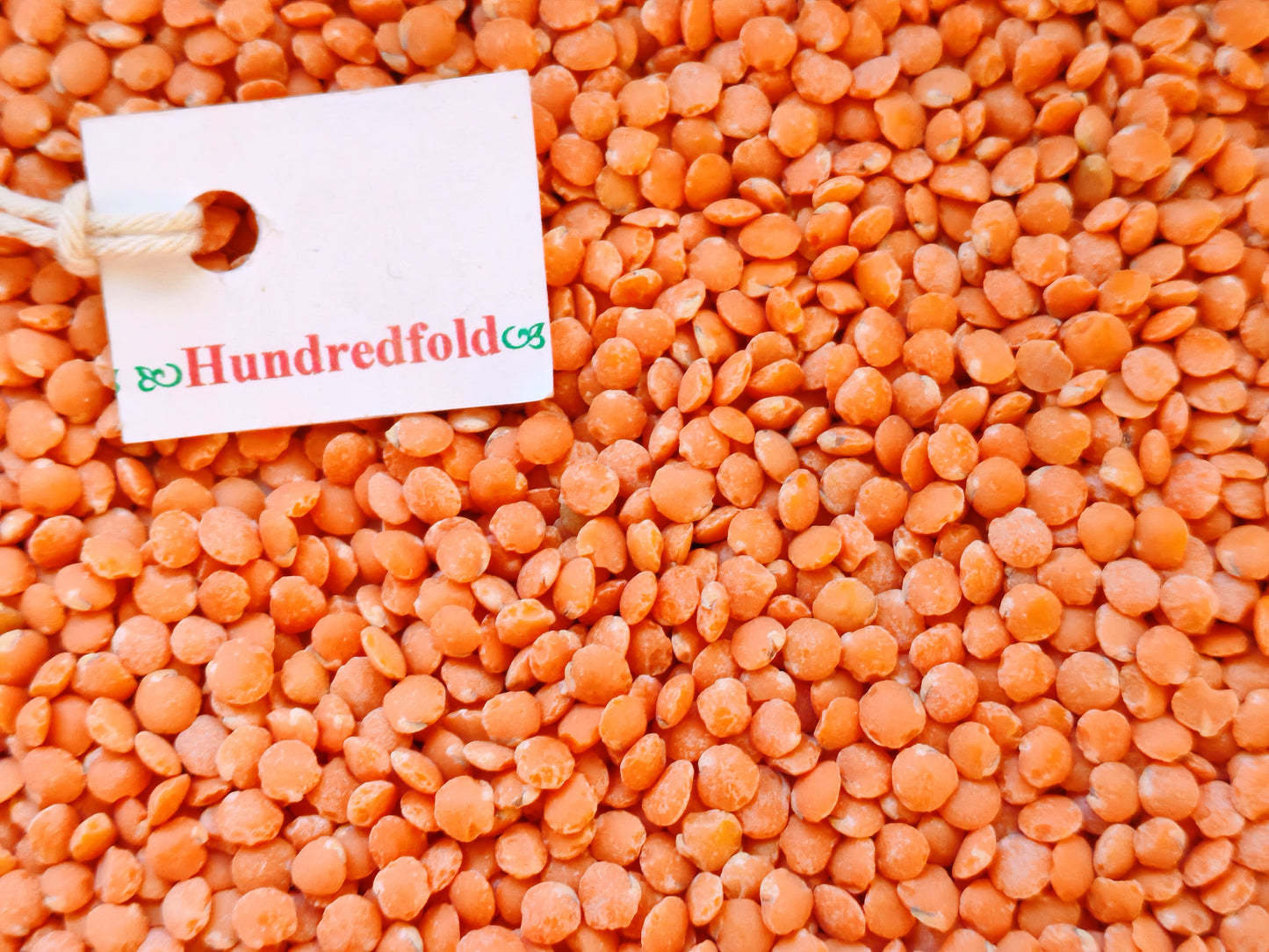 Organic Red Lentils 1kg Canada Grown | Non-GMO Whole Lentils for Soup, Dal, Salad & Vegan Protein | Hundredfold