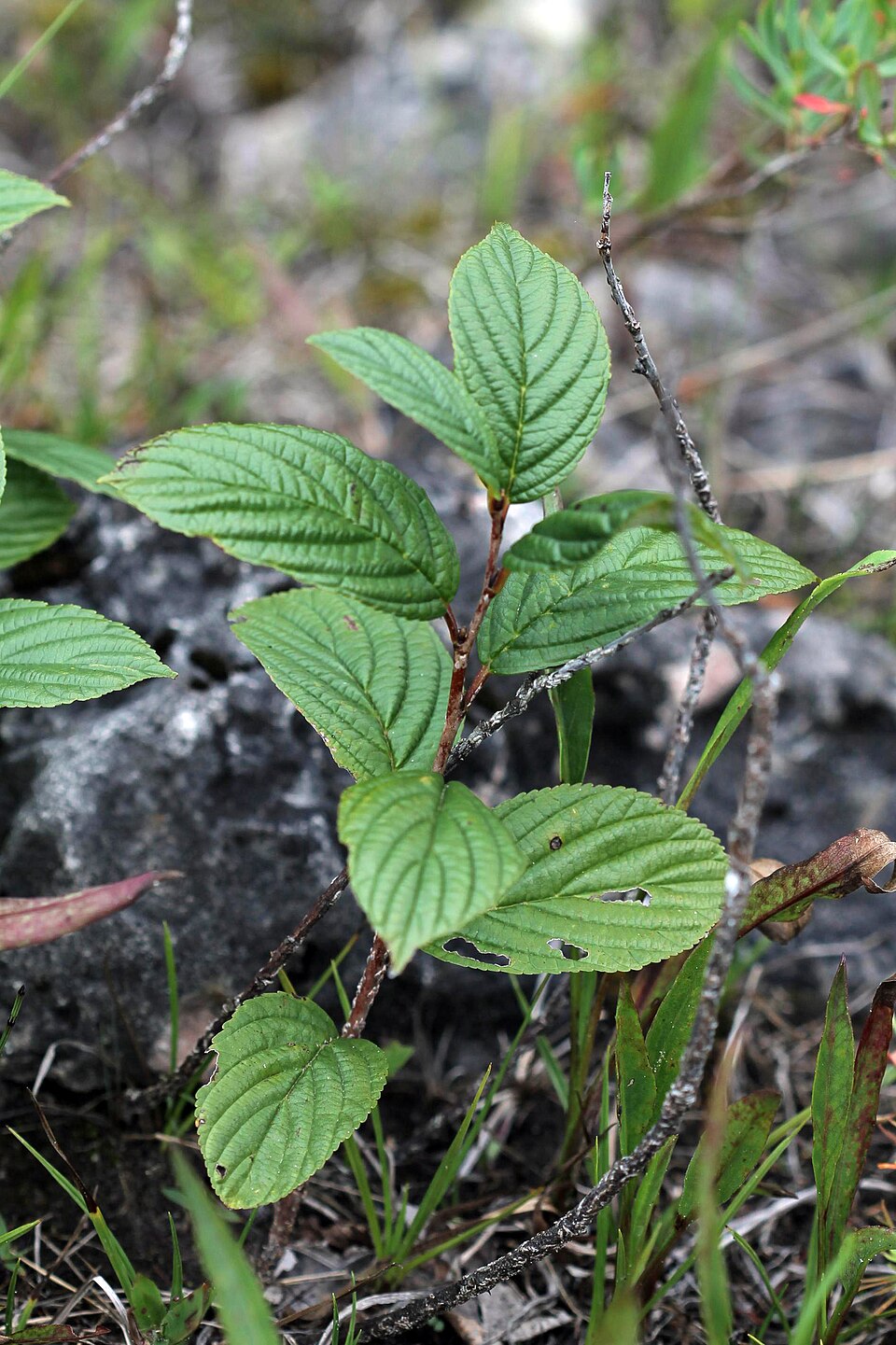 Alder Leaf Buckthorn 10 Seeds - Rhamnus alnifolia Native Shrub