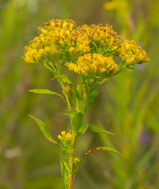 Close-up of blooming Riddell’s Goldenrod (Solidago riddellii) with bright yellow flower clusters, a rare native wildflower of Canada.