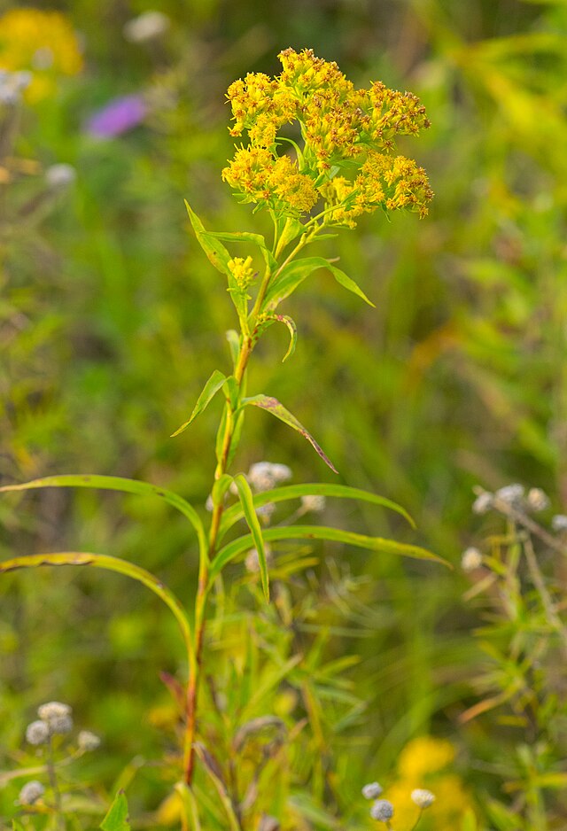 Verge d'or de Riddell au centuple 500 graines - Solidago riddellii Fleur sauvage indigène de l'Ontario, attire les abeilles et les papillons 