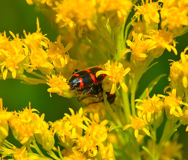 Verge d'or de Riddell au centuple 500 graines - Solidago riddellii Fleur sauvage indigène de l'Ontario, attire les abeilles et les papillons 