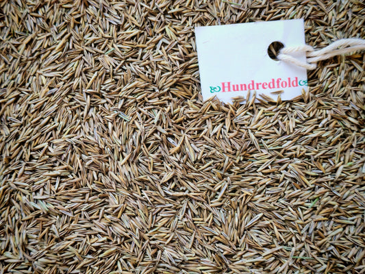 Dried rocky mountain fescue seeds in bulk. They are pure seeds without filler.