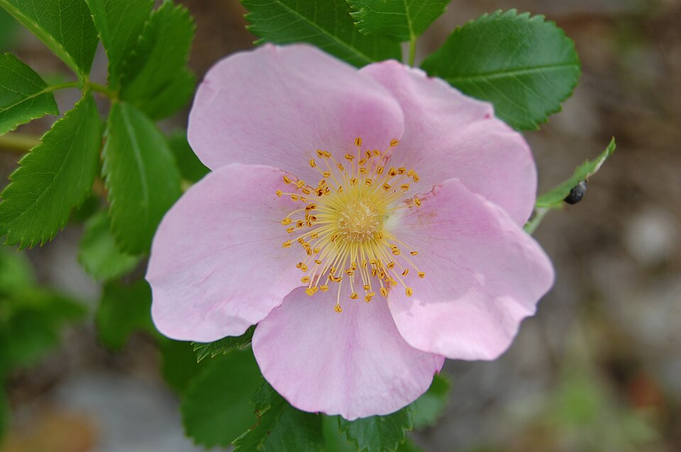 Pasture Rose Rosa carolina 10 Seeds - Native Wildflower for Hedgerows and Borders, Pollinator and Bird Friendly | Hundredfold