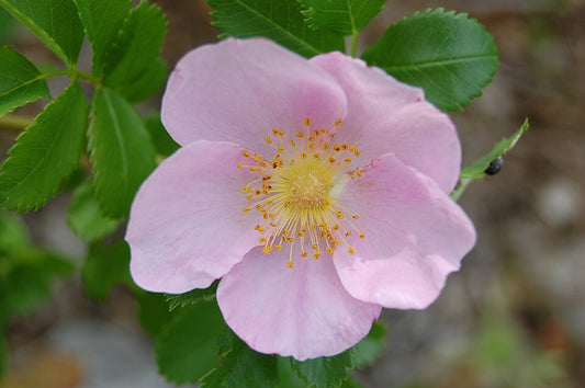 Pasture Rose Rosa carolina 10 Seeds - Native Wildflower for Hedgerows and Borders, Pollinator and Bird Friendly | Hundredfold