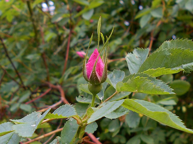 Pasture Rose Rosa carolina 10 Seeds - Native Wildflower for Hedgerows and Borders, Pollinator and Bird Friendly | Hundredfold