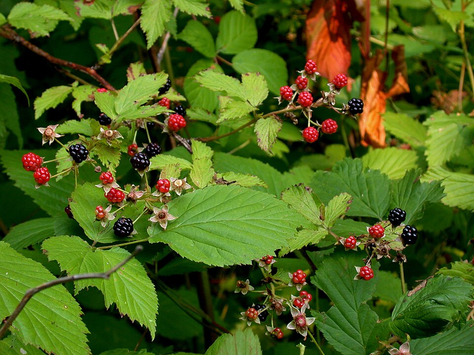 Wild blackberries growing on a leafy green bush, with some ripe red berries and others turning black in a natural outdoor setting.