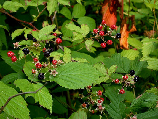 Wild blackberries growing on a leafy green bush, with some ripe red berries and others turning black in a natural outdoor setting.