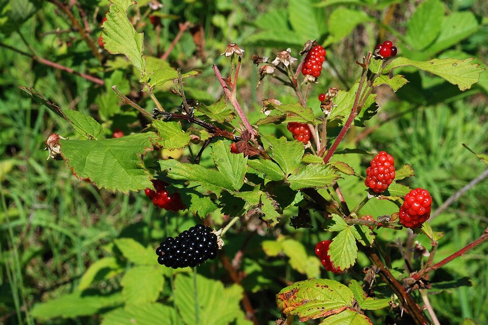 Wild blackberries growing on a leafy green bush, with some ripe red berries and one unripe black berry visible in a natural outdoor setting.