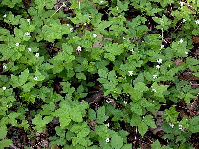 Dewberry Dwarf Raspberry 20 Seeds - Rubus pubescens,Trailing Raspberry Trailing Raspberry | Excellent Groundcover for Wooded Areas