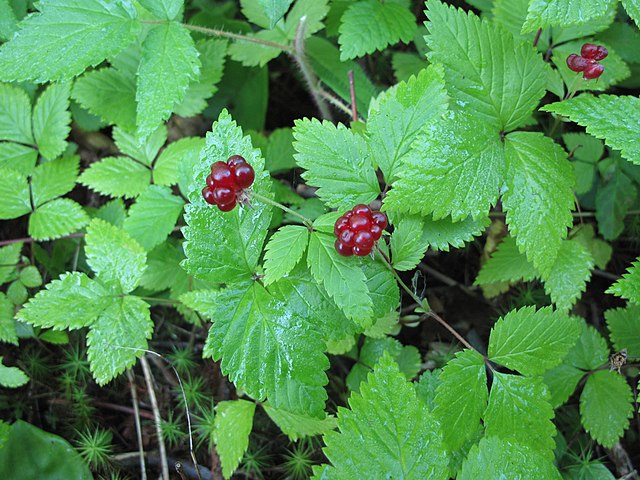 Dewberry Dwarf Raspberry 20 Seeds - Rubus pubescens,Trailing Raspberry Trailing Raspberry | Excellent Groundcover for Wooded Areas