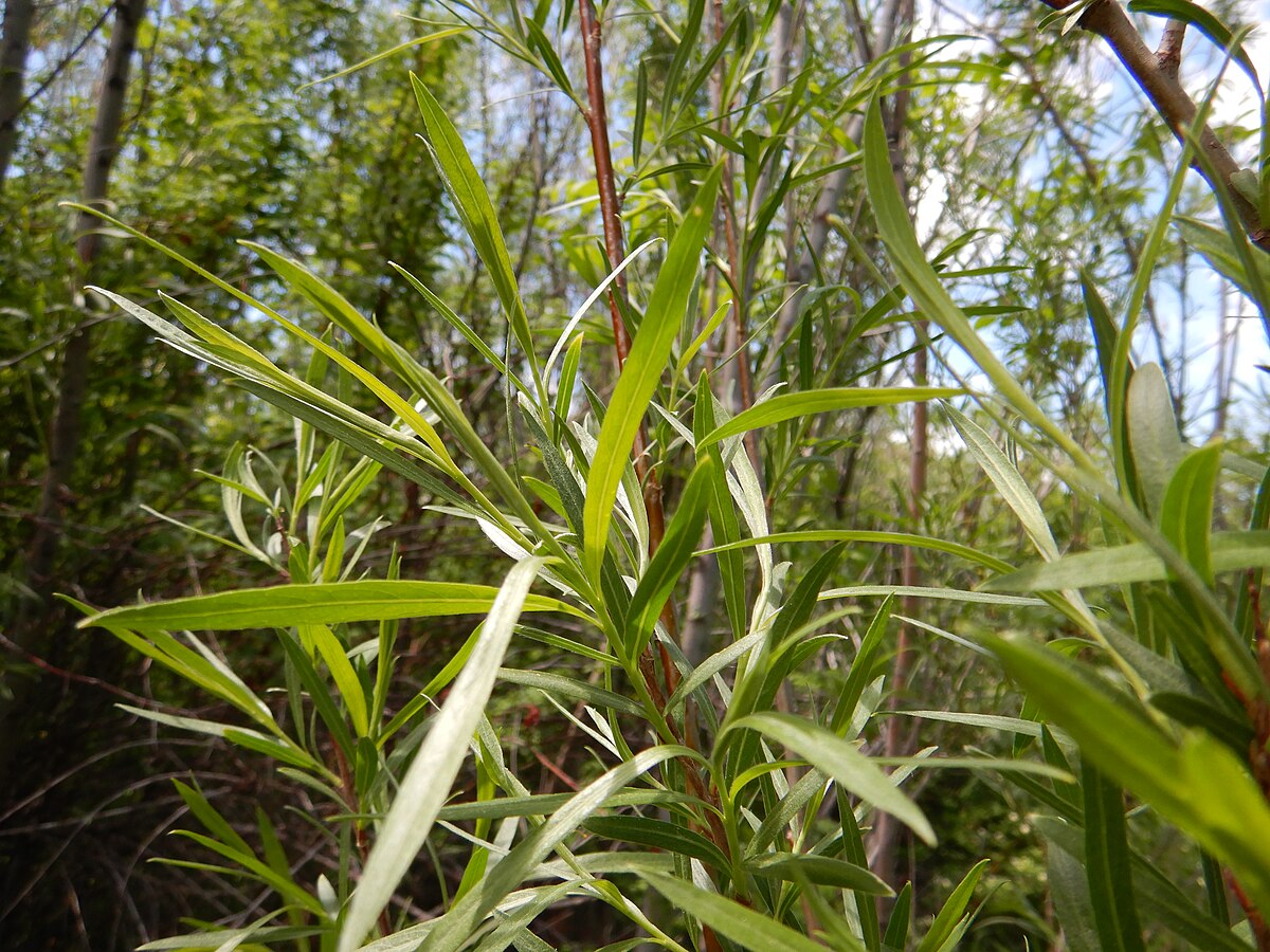 Sandbar Willow Live Cutting – 10cm Tall (Salix exigua) – Ideal for Erosion Control, Ponds, Streambanks & Wildlife Habitats  by Hundredfold