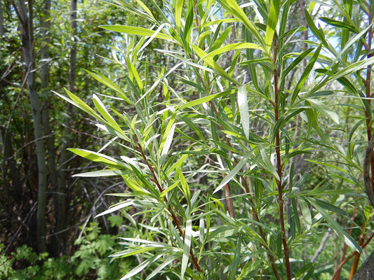 Sandbar Narrowleaf Willow 12cm-Tall 1 Cutting - Salix exigua Live Plant for Planting, Ideal for Pond, Waterfront, Hedgerow, Living Fence, & Food Plot