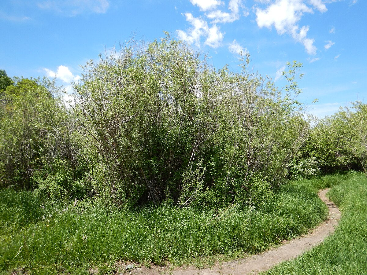 Sandbar Willow Live Cutting – 10cm Tall (Salix exigua) – Ideal for Erosion Control, Ponds, Streambanks & Wildlife Habitats  by Hundredfold