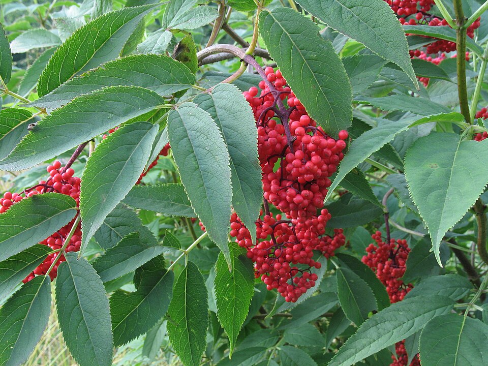 Red Elderberry Scarlet Elder 20 Shrub Seeds - Sambucus racemosa Canada Native Tree
